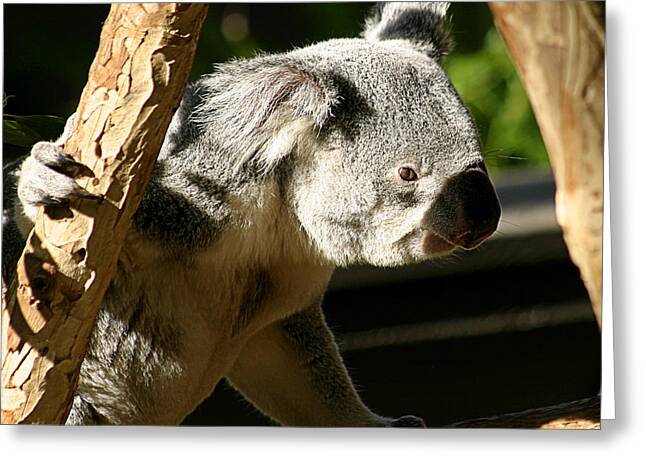 Koala Greeting Cards for Sale (Page #6 of 15) - Fine Art America