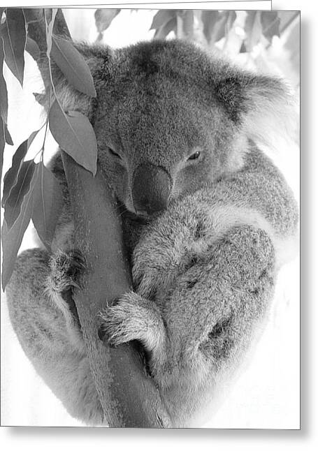 Koala Bear Greeting Cards