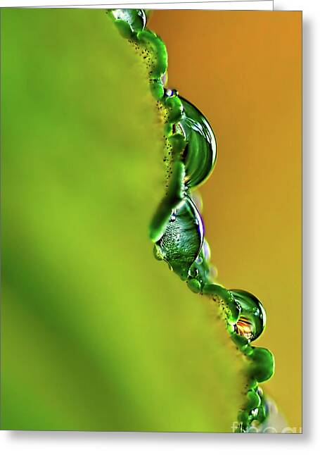 Leaf Profile And Water Droplets Greeting Cards