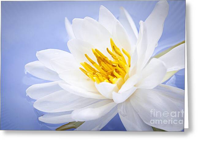 Yellow Water Lily Greeting Cards