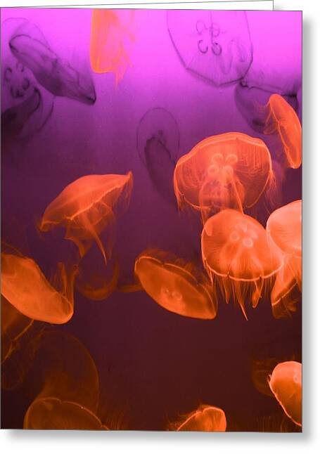 Moon Jellies Greeting Cards