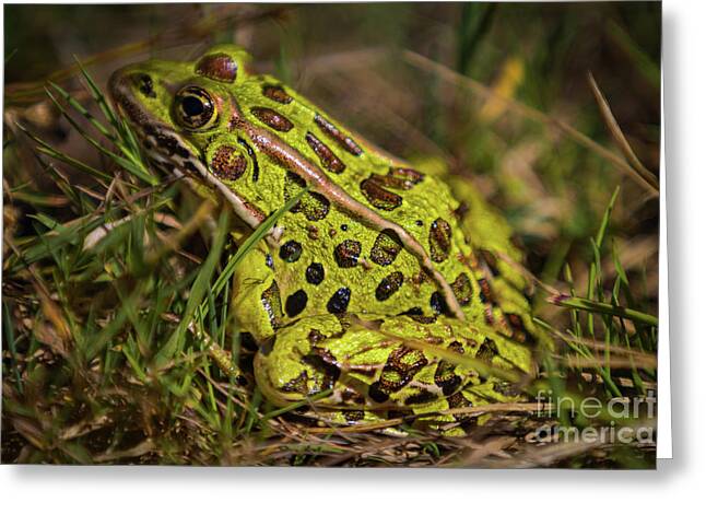 Northern Leopard Frog Greeting Cards