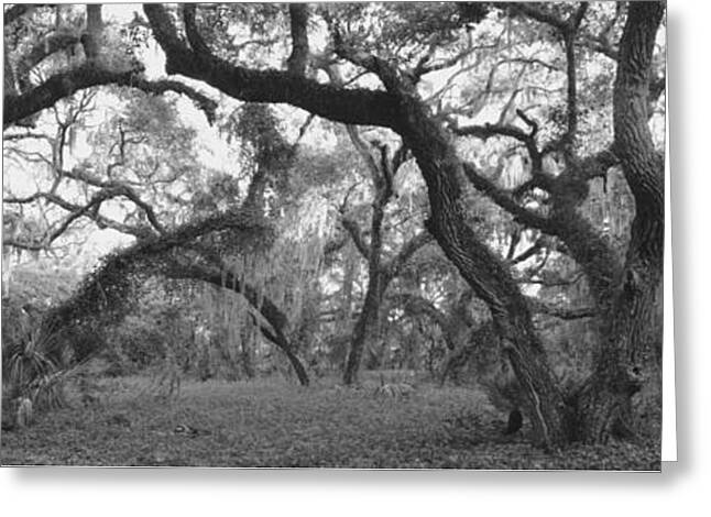 Lake Kissimmee State Park Greeting Cards