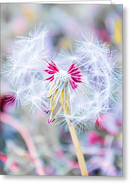 Colorful Dandelions Greeting Cards
