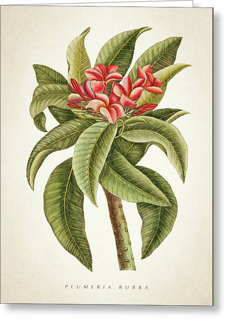 Botanicals Digital Art Greeting Cards