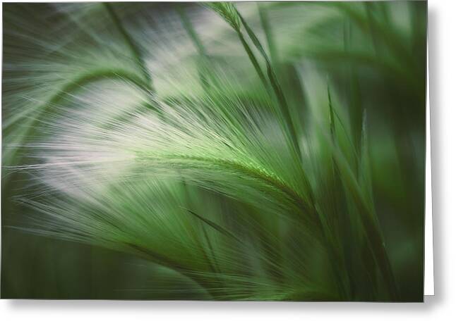 Green Blade Of Grass Greeting Cards