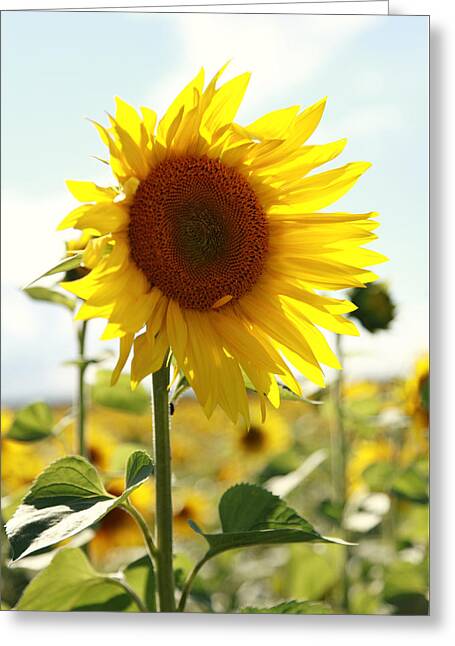 Sonnenblume Photos Greeting Cards