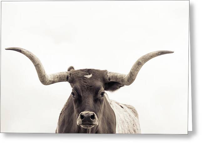 Designs Similar to The Longhorn by Kate Wiltshire