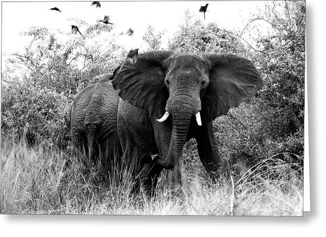 Murchison Falls National Park Greeting Cards