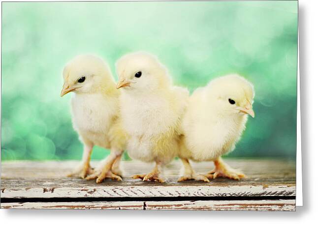 Baby Chicks Greeting Cards