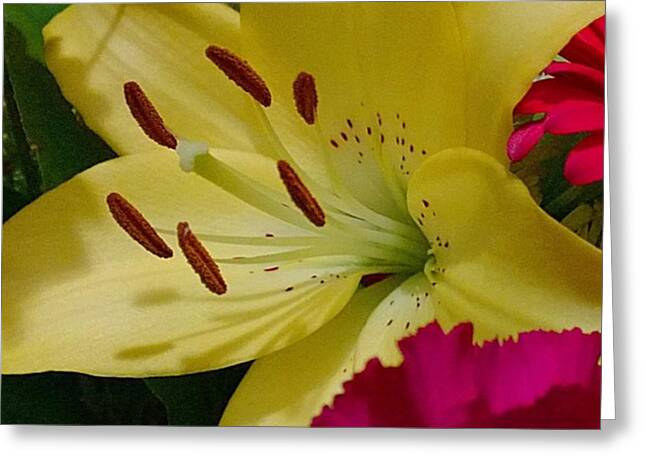 Yellow Lily Greeting Cards