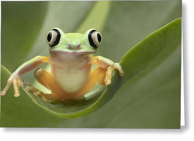 Treefrog Greeting Cards