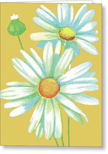 White Daisy Drawings Greeting Cards