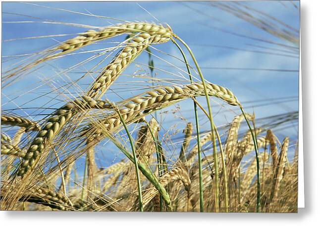 Ready For Harvest Greeting Cards