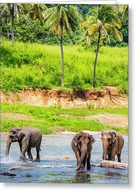 3D Lenticular Postcard Greeting Card Asian Elephant cow and calf bathing