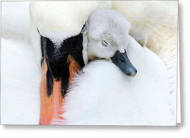 Baby Swan Greeting Cards