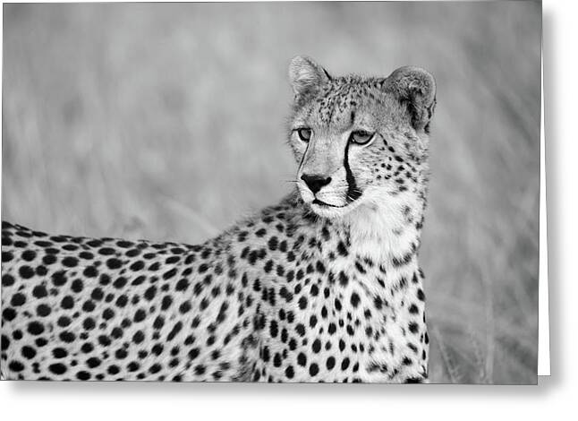 30 MUSTER Gepard Katze Wild Tier LEINWAND BILDER DE 0402 DIGITAL ART 