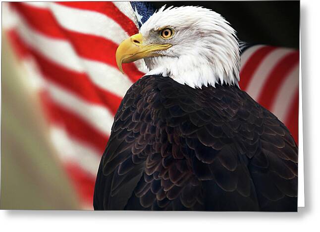 Pack of 12 Eagle Landing on US Flag Memorial Day gc_212757_2 6 x 6 Inches 3dRose Greeting Cards