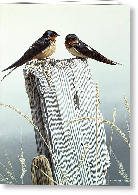 Barn Swallow Greeting Cards
