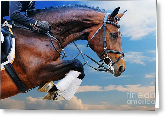 DRESSAGE  HORSE RIDING JUMPING WHISTLEFISH HORSE EQUINE  BLANK GREETING CARD NEW