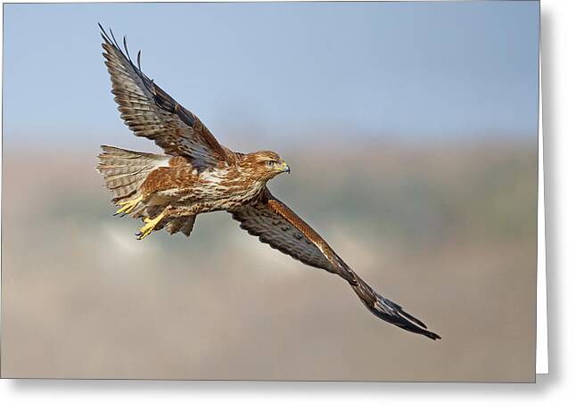 Flying Buzzards Greeting Cards