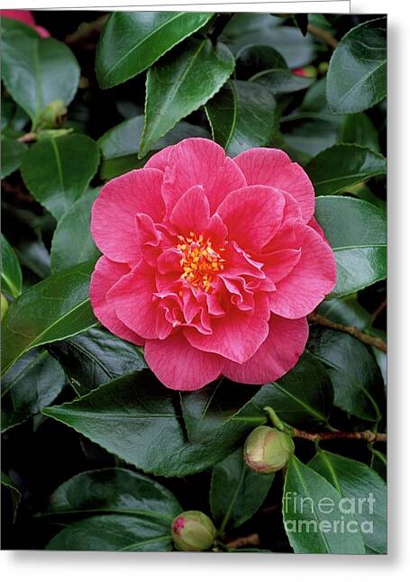 Camellia Japonica Greeting Cards (Page #2 of 11) - Fine Art America