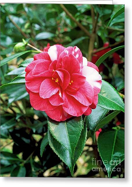 Camellia Japonica Greeting Cards (Page #2 of 11) - Fine Art America