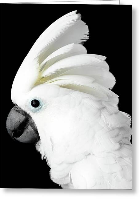 Talking Parrot Greeting Cards