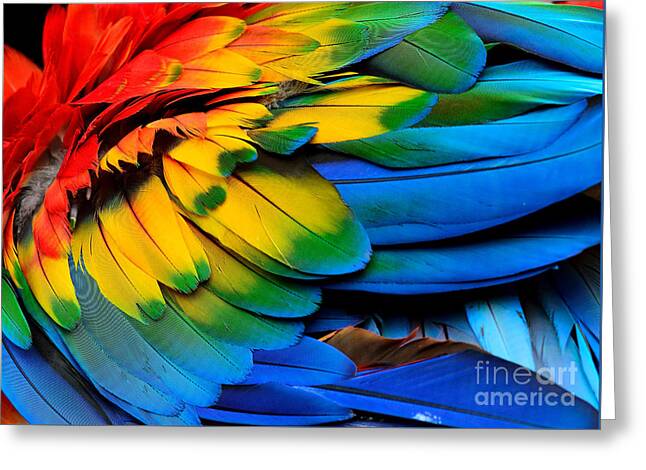 Macaw Greeting Cards