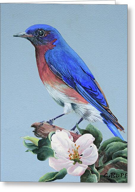 Bluebird Greeting Cards - Fine Art America