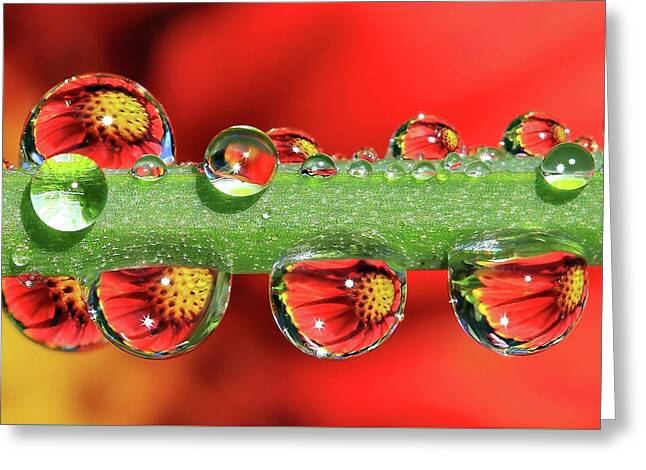 Waterdrops Greeting Cards