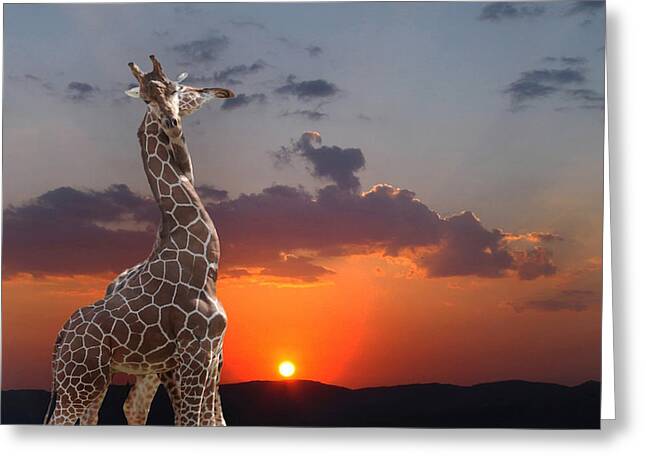 Sunset Zoo Greeting Cards