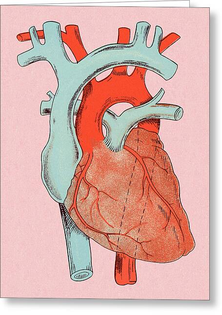 Circulatory System Greeting Cards