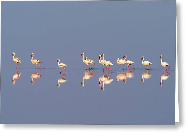 https://render.fineartamerica.com/images/rendered/medium/greeting-card/images/artworkimages/medium/2/lesser-flamingo-lake-natron-tanzania-ben-cranke.jpg