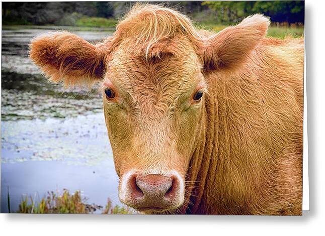 ~ Blank greeting card ~ free p&p MOO ~ Cow's Close-up Selfie 