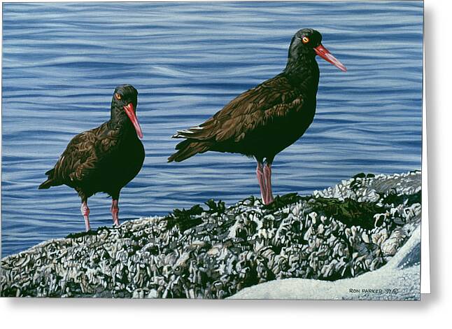 Oyster Catcher Greeting Cards