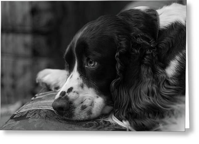 Ives Greetings/Birthday card Springer Spaniel card by St Cornwall 
