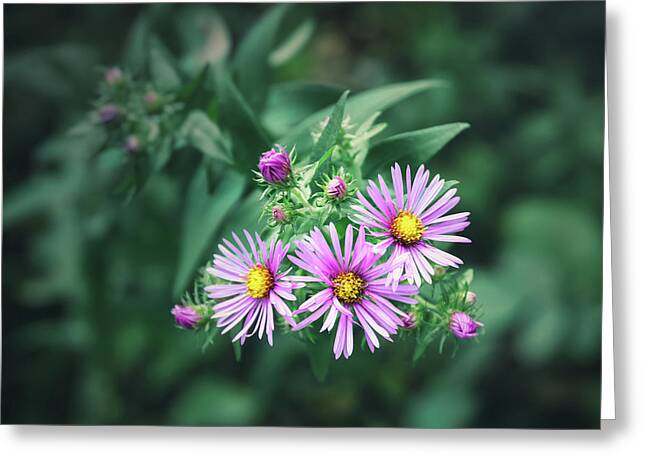 Asters Photos Greeting Cards
