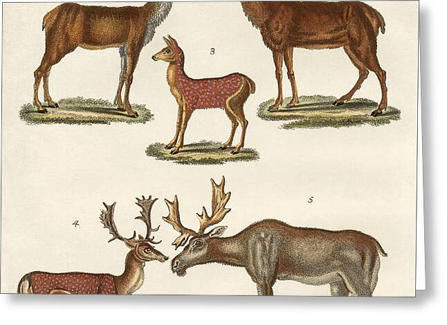 Fallow Deer Drawings Greeting Cards