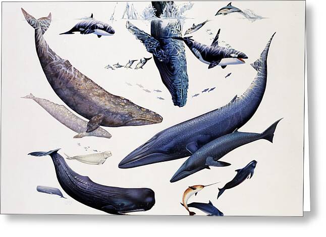 Humpback Whale Paintings Greeting Cards