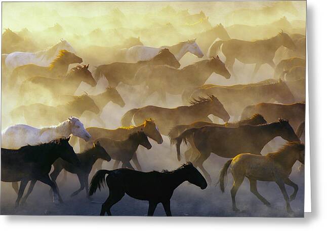 https://render.fineartamerica.com/images/rendered/medium/greeting-card/images/artworkimages/medium/2/wild-horses-emir-bac.jpg