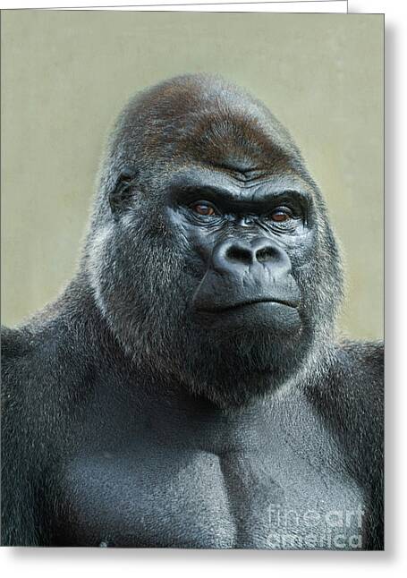 Silverback Western Lowland Gorilla Smiles Animals Gifts Greeting Card for  Sale by Dolphin Graphic