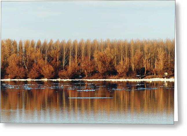 Trees Reflecting In Creek Greeting Cards