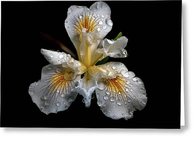 Dietes Iridioides Greeting Cards