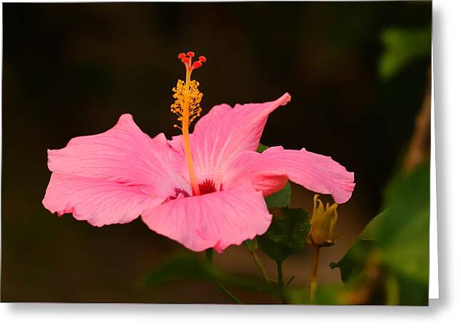 Amapola Flower Puerto Rico | Best Flower Site