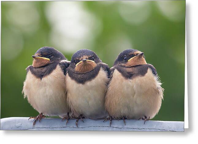 Swallow Nestlings Greeting Cards