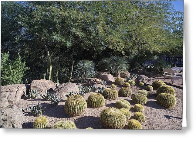 Arizona Cactus And Native Flora Society Greeting Cards