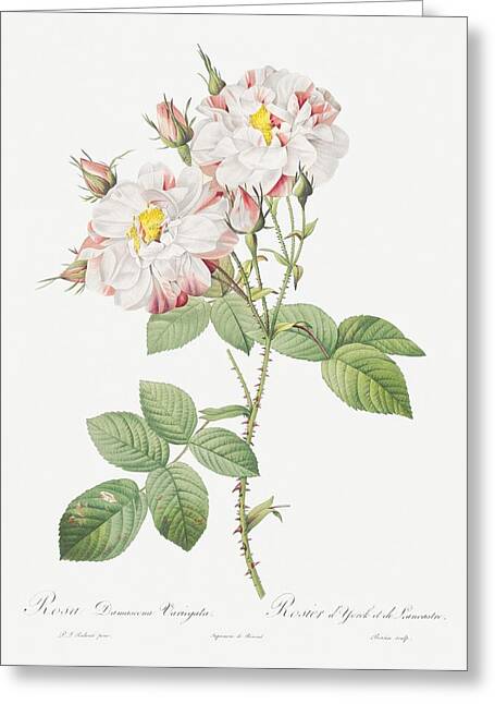Rose buds (Rosa damascena)