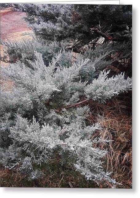 Winter Frost Greeting Cards