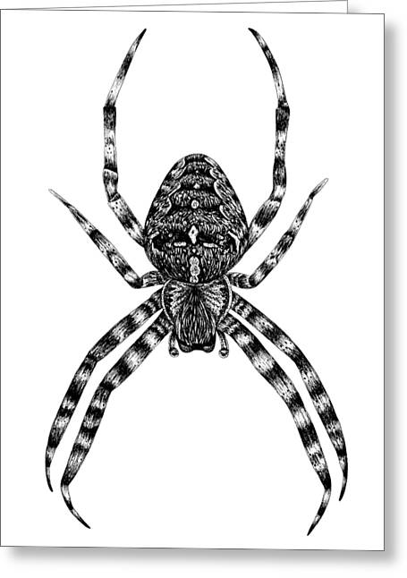 Orb Weaver Spider Greeting Cards